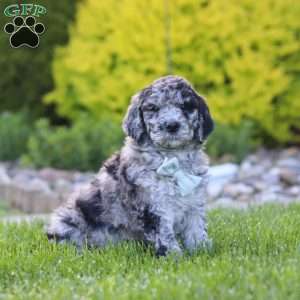 Ranger, Newfypoo Puppy